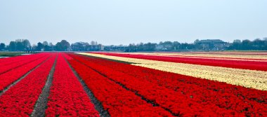 Hollanda 'da çok renkli lale tarlası .