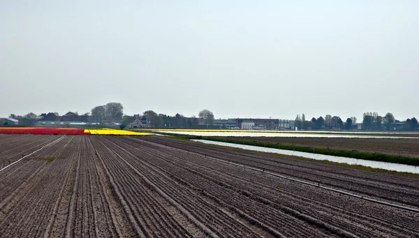 Multi barevné tulipánové pole v Nizozemsku . — Stock fotografie