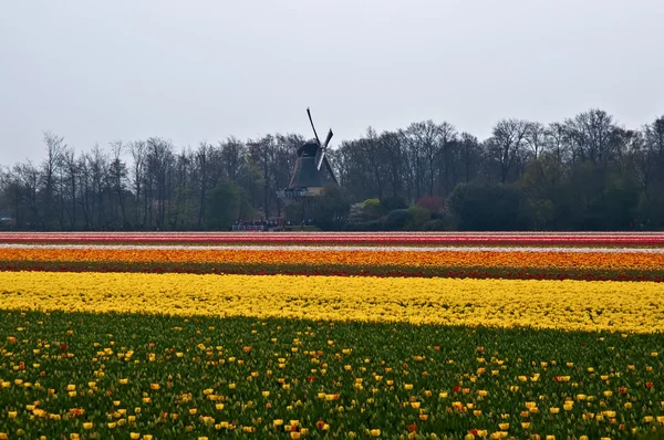 Holländische Mühle dahinter und buntes Tulpenfeld in den Niederlanden — Stockfoto