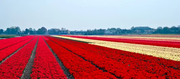 Multi barevné tulipánové pole v Nizozemsku . — Stock fotografie