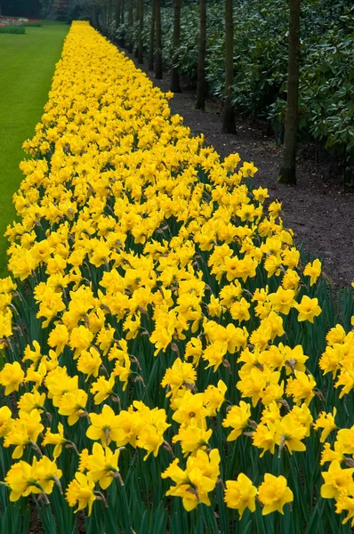 Daffodils in spring, Netherlands, Europe . — Stock Photo, Image