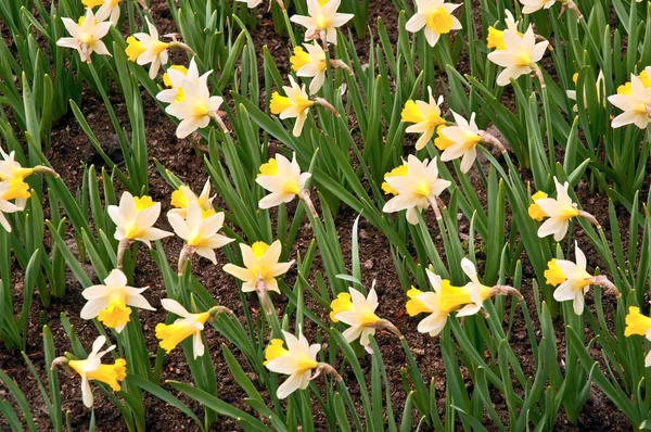 Daffodils in spring . — Stock Photo, Image