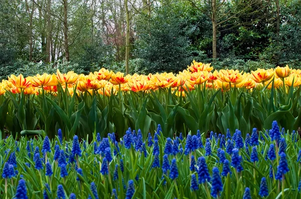 Primavera nel parco con tulipani in fiore e giacina d'uva comune — Foto Stock