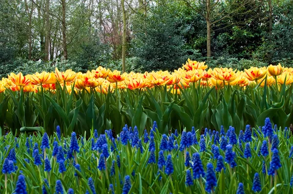 Våren i park med blommande tulpaner och gemensamma druva hyacin — Stockfoto