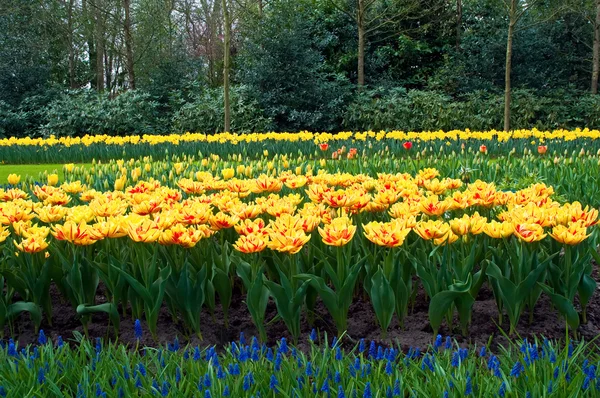 Frühling im Park mit blühenden Tulpen und Traubenhyazin — Stockfoto