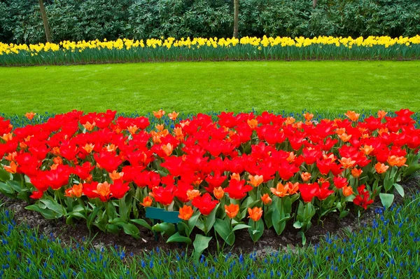 Spring time in park with blooming tulips and common grape hyacin — Stock Photo, Image