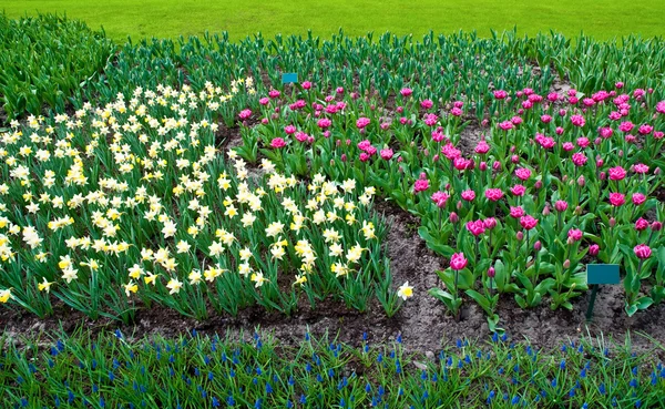 Primavera en el parque con tulipanes florecientes y hiacina común de uva —  Fotos de Stock