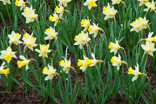 Narcisos en primavera  . — Foto de Stock