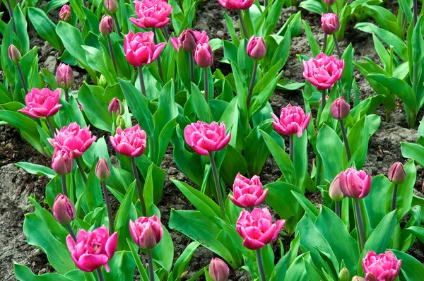Tulipani viola, Paesi Bassi  . — Foto Stock