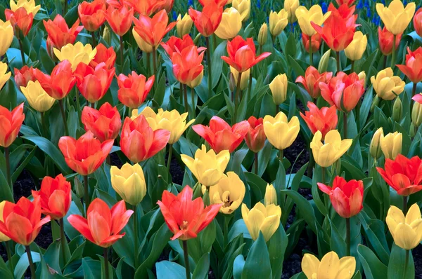 Tulipan mieszaniny, Holandia . — Zdjęcie stockowe