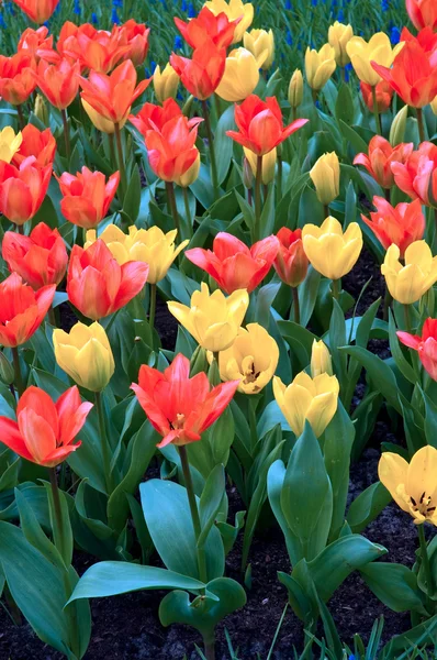 Mezcla de tulipán, Países Bajos  . — Foto de Stock