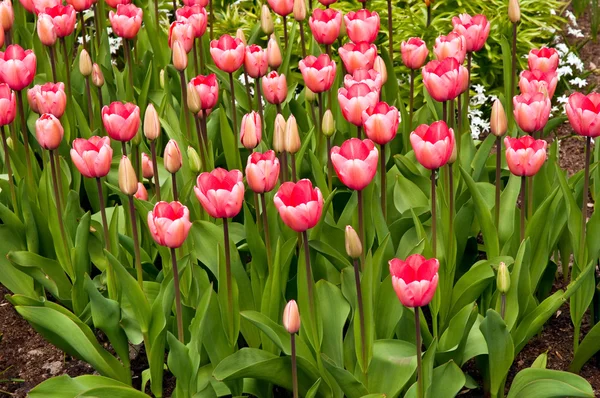 Lila tulipán, Hollandia . — Stock Fotó