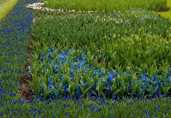 Field full with purple Hyacinths in Holland . — Stock Photo, Image