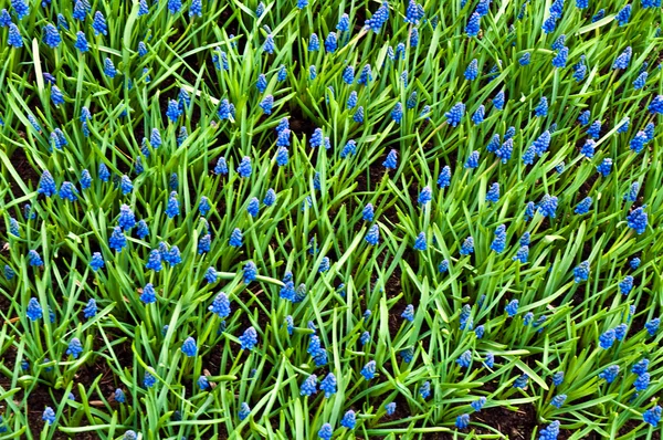 Fält fullt med lila hyacinter i holland . — Stockfoto