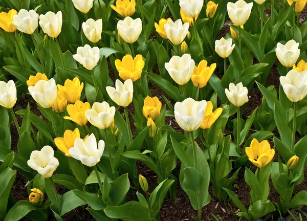Miscela di tulipani, Paesi Bassi  . — Foto Stock