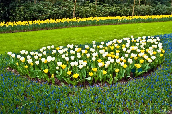 Printemps dans le parc avec des tulipes en fleurs et hyacine de raisin commun — Photo