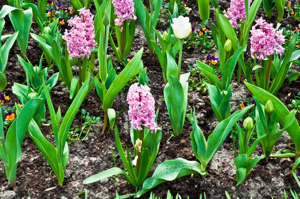 Χρόνος άνοιξη στο πάρκο με τα ανθίζοντας τουλίπες και κοινή hyacin σταφυλιών — Φωτογραφία Αρχείου