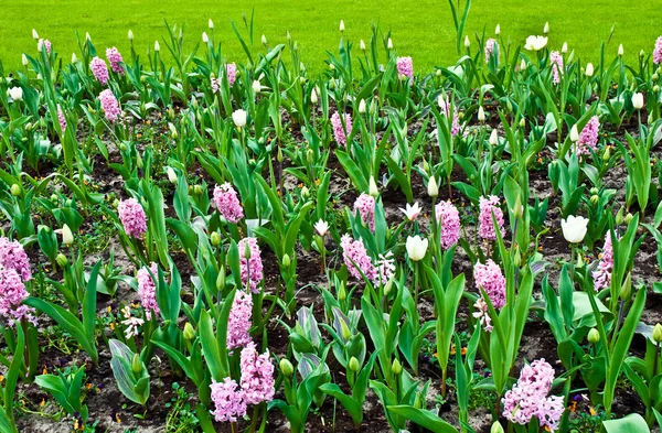 Wiosna w parku z kwitnące tulipany i wspólne hyacin winogron — Zdjęcie stockowe