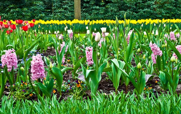 Primavera en el parque con tulipanes florecientes y hiacina común de uva — Foto de Stock