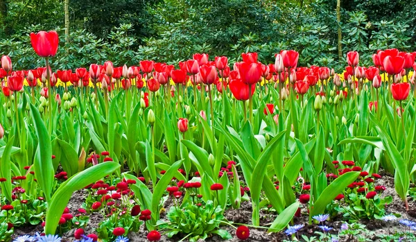 Spring time in park with blooming tulips . — Stock Photo, Image