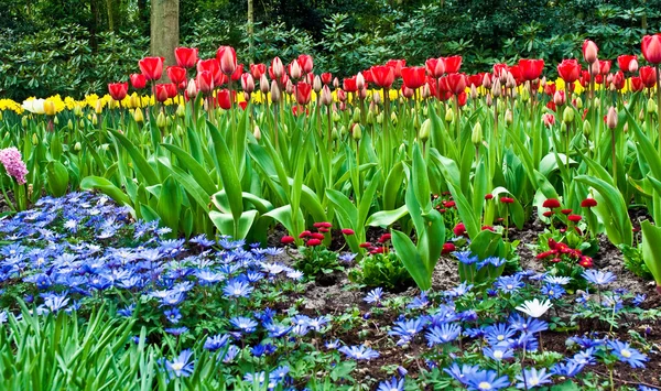 Spring time in park with blooming tulips . — Stock Photo, Image