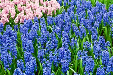 Bahar hoş kokulu bluebells Hollandalı Park .