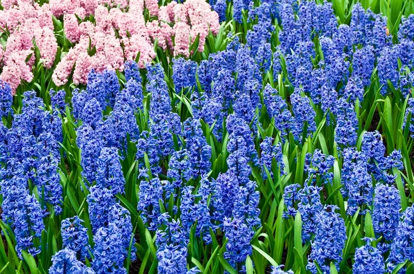 Delightful fragrant bluebells in spring in dutch park . — Stock Photo, Image