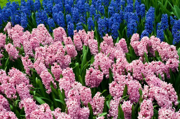 Deliciosas campanas azules fragantes en primavera en el parque holandés  . — Foto de Stock