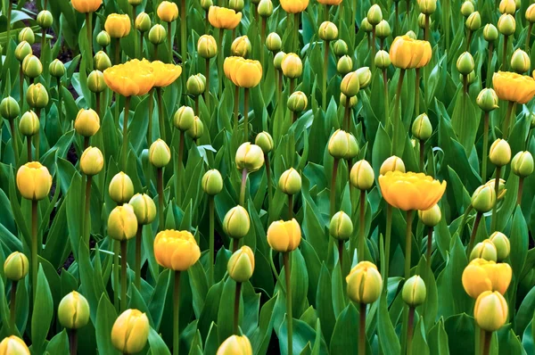 Tulipanes amarillos . —  Fotos de Stock