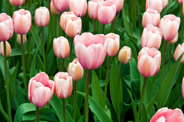 Рожеві тюльпани в полі  . — стокове фото