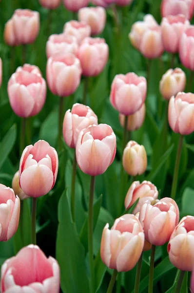 Рожеві тюльпани в полі  . — стокове фото