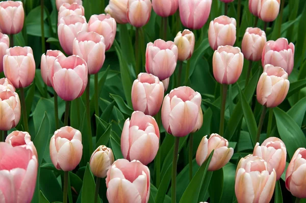 Pink tulipaner på en mark  . - Stock-foto