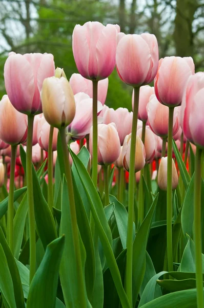 Розовые тюльпаны в поле  . — стоковое фото