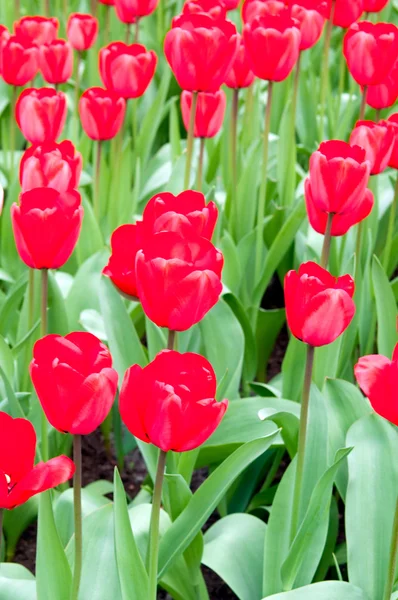 Червоні тюльпани  . — стокове фото