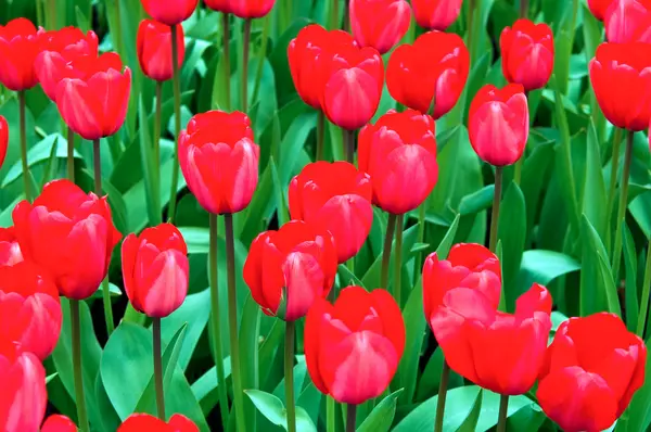 Tulipanes rojos  . —  Fotos de Stock