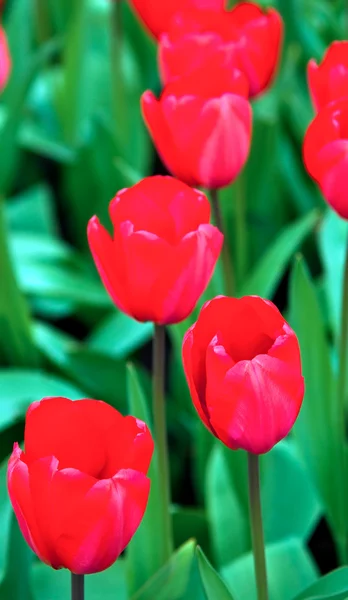 Tulipani rossi  . — Foto Stock