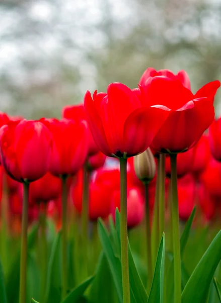 Червоні тюльпани  . — стокове фото
