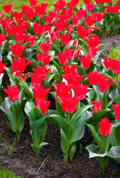 Красные тюльпаны  . — стоковое фото