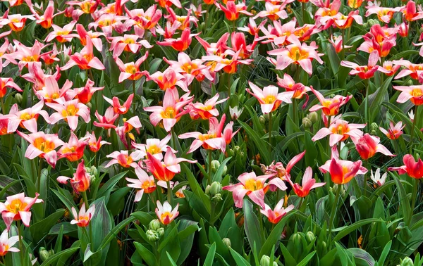 Tulipanes rosados en un campo  . —  Fotos de Stock