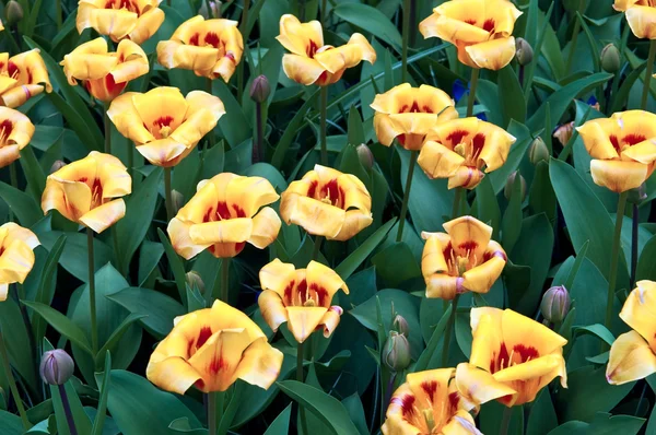 Tulipanes amarillos . — Foto de Stock
