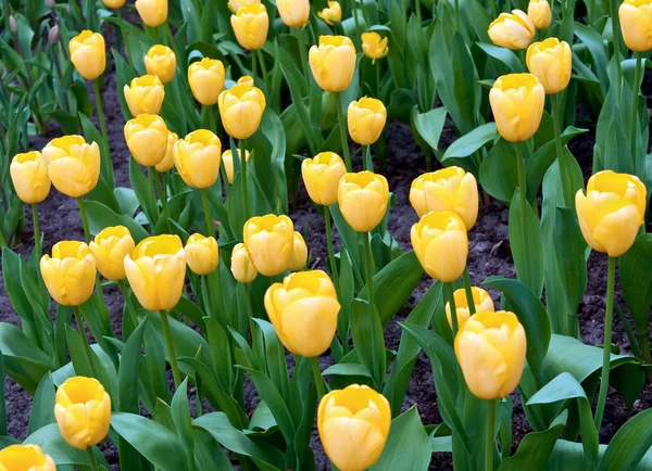 Žluté tulipány . — Stock fotografie