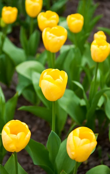 Tulipani gialli . — Foto Stock