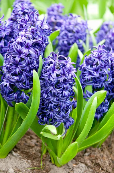 Deliciosos sinos azuis perfumados na primavera no parque holandês  . — Fotografia de Stock