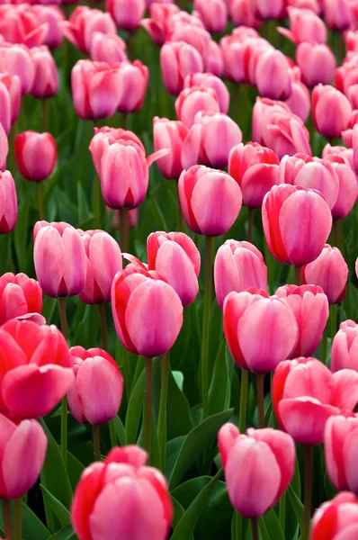 Tulipanes rosados en un campo  . — Foto de Stock