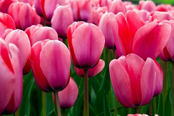 Tulipani rosa in un campo  . — Foto Stock