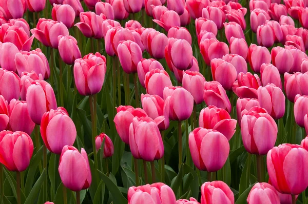 Pink tulips in a field . — Stock Photo, Image