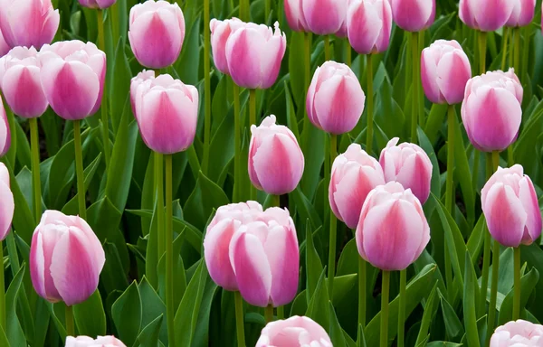 White-pink tulips in a field . — Stock Photo, Image