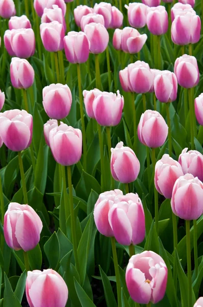 Біло-рожеві тюльпани в полі  . — стокове фото