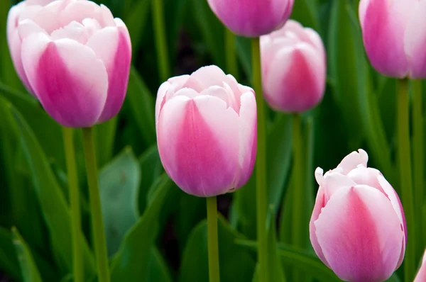 Hvid-pink tulipaner på en mark  . - Stock-foto