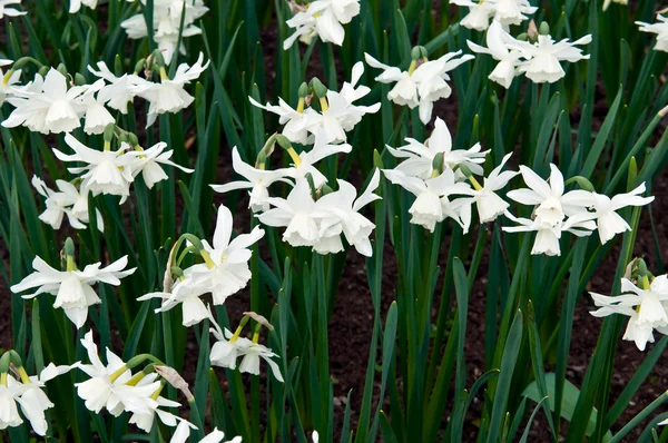 stock image Flower season .